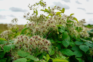 Close up of the flowers of the plant old man's beard