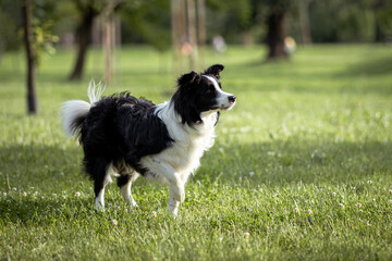 Fototapeta premium Dog enjoys a sunny afternoon stroll in a vibrant park filled with green grass and gentle trees