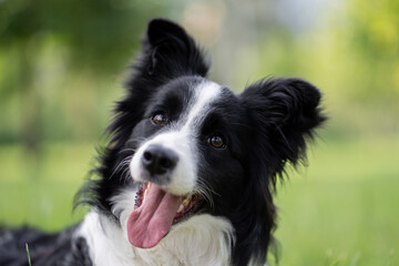 Happy border collie enjoying a sunny day in the park, showcasing playful personality and beautiful fur