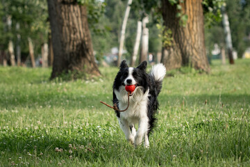 Dog joyfully carries a red ball in a lush park surrounded by trees during a sunny afternoon