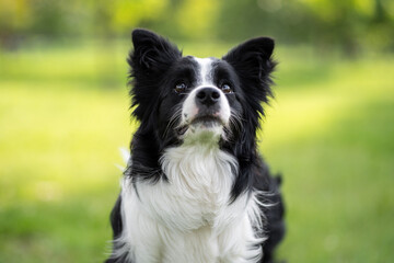 Border Collie gazes attentively in a lush green park during a sunny afternoon
