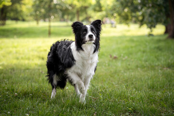 Black and white dog enjoys a sunny day in a lush green park while exploring the surroundings with curiosity