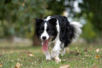 Fototapeta premium Happy black and white border collie dog runs through grassy park on a sunny day