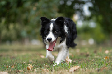 Energetic black and white dog joyfully walks through green grass in a park on a sunny day