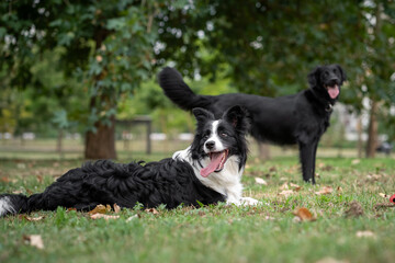 Two playful dogs enjoy a sunny day in a lush green park surrounded by trees