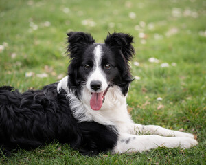 Energetic border collie relaxing in a sunny park during springtime with vibrant green grass and blooming flowers