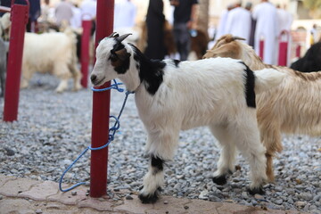 Cute young goat tied to a pole with a rope during goat market day in Nizwa, Oman.