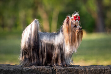 Small Yorkshire Terrier with long fur and red bow standing confidently in a park during daylight