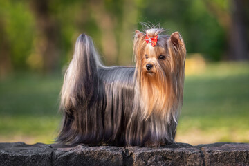 Small dog with long hair stands on a stone wall in a sunny park during the afternoon