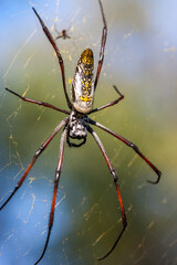 South Africa, Kruger National Park, Golden-Orb Spider (Nephila pilipes)