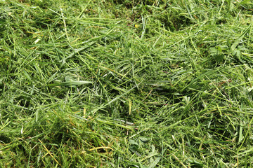 Freshly cut grass close-up. Tidying up the areas. Mown grass with selective focus. Natural background. Mowing grass. Photo of a pile of freshly cut grass close-up
