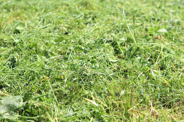Freshly cut grass close-up. Tidying up the areas. Mown grass with selective focus. Natural background. Mowing grass. Photo of a pile of freshly cut grass close-up