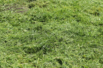 Freshly cut grass close-up. Tidying up the areas. Mown grass with selective focus. Natural background. Mowing grass. Photo of a pile of freshly cut grass close-up