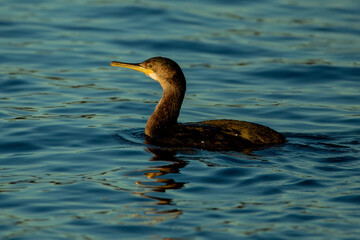 European Shag (Phalacrocorax aristotelis)