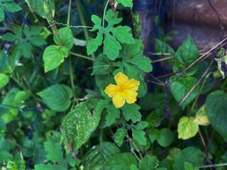 A single, bright yellow flower blossoms on a climbing vine with deeply lobed, green leaves. The vivid contrast creates a beautiful natural scene.