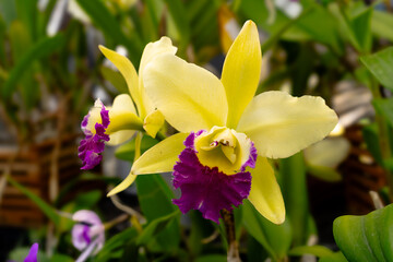 Vibrant yellow and purple orchids in bloom