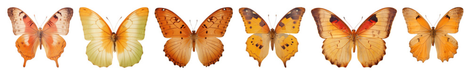 Obraz premium PNG Colorful butterflies in symmetrical arrangement, element set on transparent background