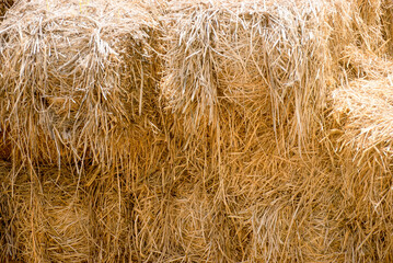 Close-up of a beautifully textured, golden yellow hay bale surface, Golden Hay Bales Texture.