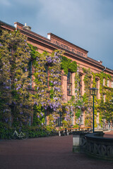 Blooming wisteria covering the brick facade of Palaestra et Odeum in Lund Sweden