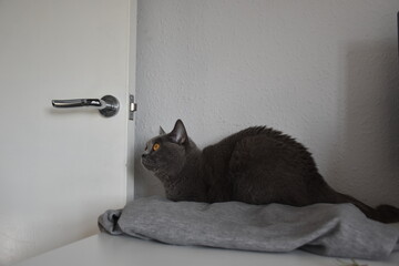 A British Shorthair cat observing the surroundings while perched on a soft fabric. Ideal for pet lovers, home decor, and animal enthusiasts.