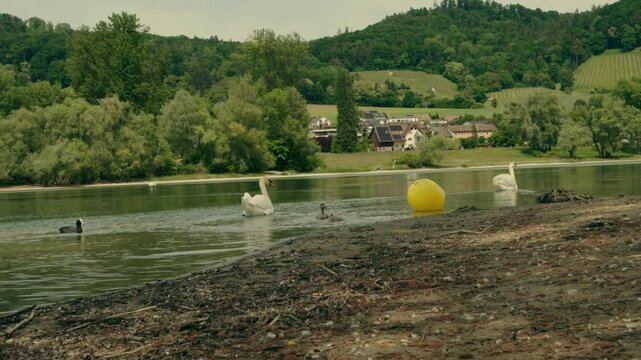 Ein Schwan gleitet ruhig &uuml;ber den Rhein, dicht gefolgt von seinen flauschigen K&uuml;ken. Das Wasser spiegelt die Szene &ndash; ein friedlicher Moment voller Anmut, F&uuml;rsorge und nat&uuml;rlicher Sch&ouml;nheit.
