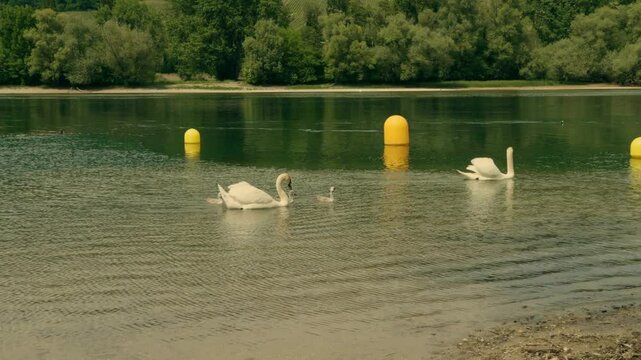Ein Schwan gleitet ruhig &uuml;ber den Rhein, dicht gefolgt von seinen flauschigen K&uuml;ken. Das Wasser spiegelt die Szene &ndash; ein friedlicher Moment voller Anmut, F&uuml;rsorge und nat&uuml;rlicher Sch&ouml;nheit.