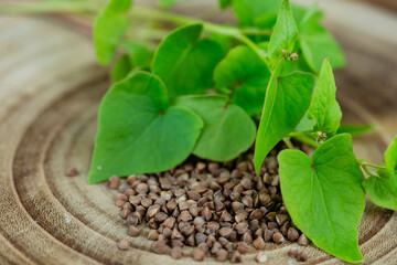 Buchweizen Fagopyrum esculentum auf Olivenholz