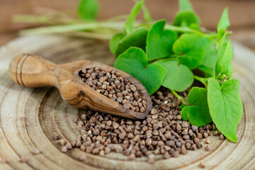 Buchweizen Fagopyrum esculentum auf Olivenholz