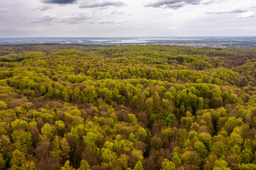 Beautiful spring forest landscape, fresh green leaves on trees in spring, view from drone.