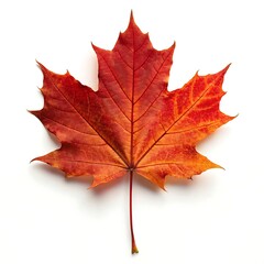 Obraz premium Vibrant Autumn Maple Leaf Against a Crisp White Background