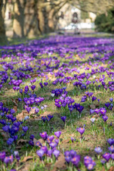 Beautiful purple crocuses blooming in spring in a park in Szczecin, Poland.