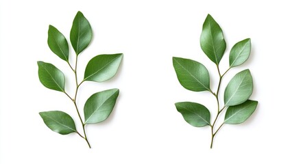 Naklejka premium Two sprigs of vibrant green leaves against a white background