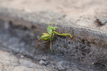 praying mantis on stone