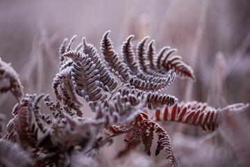 Delicate frost crystals blanket the leaves and stems of garden plants at dawn, capturing the quiet beauty of a cold morning.
