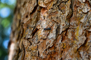tree bark texture