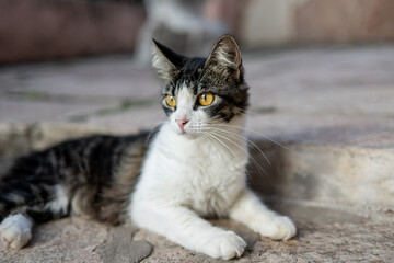 beautiful kitty