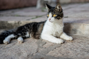 beautiful kitty