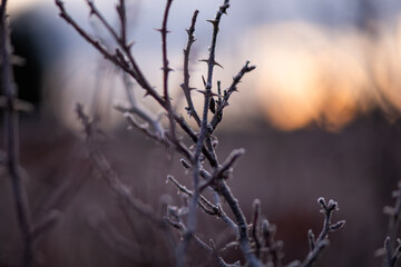 Delicate frost crystals blanket the leaves and stems of garden plants at dawn, capturing the quiet beauty of a cold morning. The image reveals nature’s intricate textures, frozen in a fleeting moment 