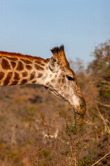 South Africa, Kruger National Park, Giraffe (Giraffa camelopardalis)