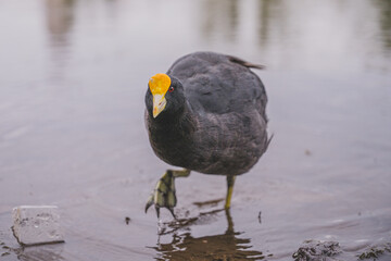eurasian coot