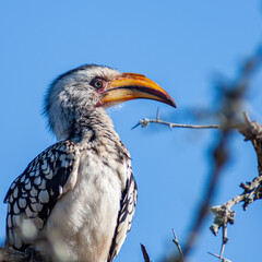 South Africa, Kruger National Park, Southern Yellow-billed Hornbill (Tockus leucomelas)