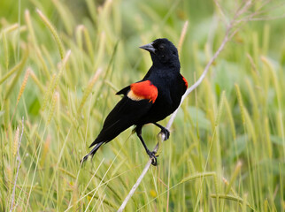 red wing blackbird on strand of grass