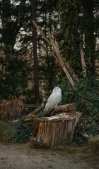 A stunning Snowy Owl with characteristic white plumage and dark spots is captured sitting calmly on a substantial wooden stump