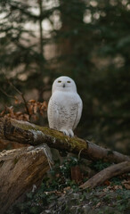 A stunning Snowy Owl with characteristic white plumage and dark spots is captured sitting calmly on a substantial wooden stump