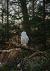 Obraz premium A stunning Snowy Owl with characteristic white plumage and dark spots is captured sitting calmly on a substantial wooden stump