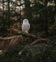 A stunning Snowy Owl with characteristic white plumage and dark spots is captured sitting calmly on a substantial wooden stump