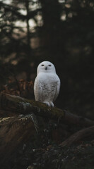 A stunning Snowy Owl with characteristic white plumage and dark spots is captured sitting calmly on a substantial wooden stump