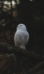 Obraz premium A stunning Snowy Owl with characteristic white plumage and dark spots is captured sitting calmly on a substantial wooden stump