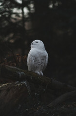 A stunning Snowy Owl with characteristic white plumage and dark spots is captured sitting calmly on a substantial wooden stump