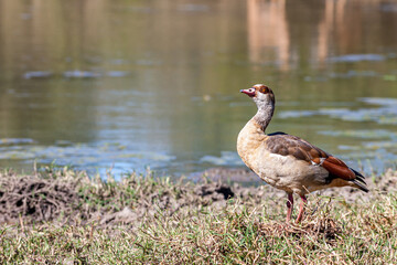 South Africa, Kruger National Park, Egyptian Goose (Alopochen aegyptiaca)